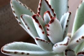 We did not find results for: Fuzzy Kalanchoes Varieties Uses Tips Debra Lee Baldwin