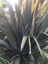 Image result for Phormium