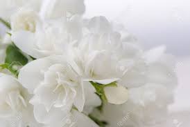 White jasmine seeds 30 pcs gardenia cape jasmine jasminiodes white aromatic flower floral seeds. A Close Up Of Beautiful White Jasmine Flowers With Copy Space Stock Photo Picture And Royalty Free Image Image 28573117
