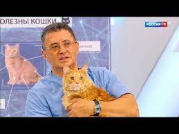 o samom glavnom koshki i zdorove suhost kozhi opasnoe myaso youtube zdorove naturalnaya medicina koshki