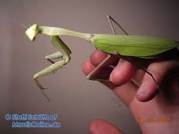 We did not find results for: Hierodula Alchetron The Free Social Encyclopedia