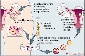 Zigot tumbuh dan berkembang dengan mitosis menjadi individu baru yang berfungsi sepenuhnya. Https Gurubesar My Wp Content Uploads 2019 01 4 0 Pembiakan Full 1 Pdf