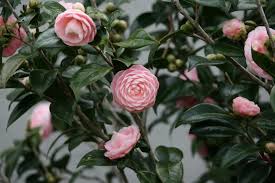 Pink Perfection Camellia Camellia Plants Interesting Things