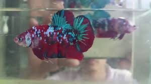 The galaxy koi betta fish has vibrant iridescent blue to turquoise scales that really make it exotic and exciting. Betta Koi Red Galaxy V I P Youtube