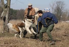 Lining up plans in los angeles? Military Police Security Dog Trainer
