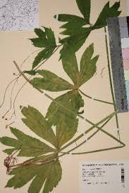 Image result for Ranunculus oreophytus