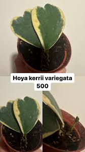 Image result for Nesaea sarcophylla