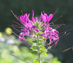 Image result for Cleome spinosa