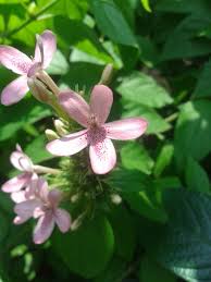 Image result for x Ruttyruspolia 'Phyllis van Heerden'