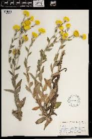 Image result for Psorospermum mechowii