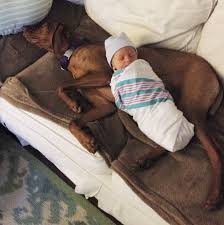 Bred to follow the magyar hunters on horse back, they have an amazing the only thing that vizsla puppies love more than running and playing, is having a lap to curl up on to take a nap. How Much Does A Vizsla Or Any Dog Cost Punch Debt In The Face