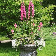 Maybe you would like to learn more about one of these? Digitalis Foxglove Works Great In Spring Containers Container Garden Design Cottage Garden Plants Container Plants