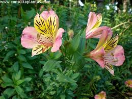 Peruvian lily common problems and solutions. Alstroemeria Or Peruvian Lily Care And Growing