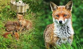 How to keep coyotes away from your property. How To Get Rid Of Foxes In Garden Express Co Uk