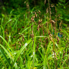 Image result for Anthoxanthum