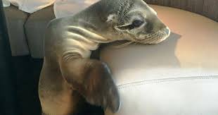Hungry Sea Lion Pup Seats Itself At Fancy San Diego