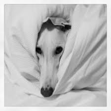 Black And White Greyhound Greyhound Zzzzzzzzz Greyhound I Love Dogs