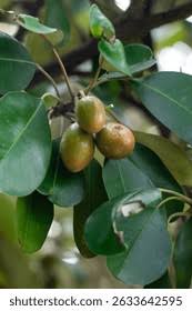 Image result for Manilkara kauki