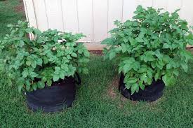 We did not find results for: Grow Potatoes In Containers Brown Thumb Mama