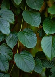 Image result for Gouania