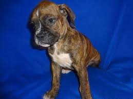 Opening at 10:00 am on thursday. Boxer Puppies For Sale For Sale In Lebanon Missouri Classified Americanlisted Com