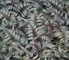 Image result for Athyrium annae