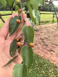 Image result for Ziziphus abyssinica