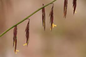 Image result for Poaceae