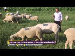 Coban Kiz Kucukbas Hayvanlarda Yem Bitkisi Ekimi Youtube 2020 Hayvan Hayvanlar Folk