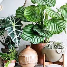 'varigata' has creamy white and green leaves. Patterned Plants Large Leaf Plants Plants Plant Decor
