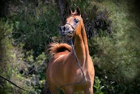 السيد و عجمان و الحمد و البيداء أبطال الران 2016 لجمال الخيل العربية ببلجيكا النتائج النهائية Horses Arabian Horse Arabians