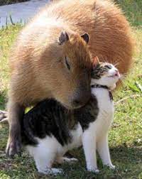 Just get a guinea pig call it a day. Cat And Mouse Well A Capybara The Largest Rodent In The World Can Weigh Up To 150 Lbs