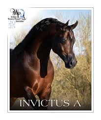 ✨𝐈𝐍𝐕𝐈𝐂𝐓𝐔𝐒 𝐀✨ (𝘊𝘰𝘯𝘲𝘶𝘦𝘴𝘵 𝘉𝘙 𝘹 𝘖𝘮𝘯𝘪𝘢 𝘈)...