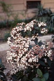 La varietà floribunda, di origini giapponesi, presenta una fioritura lunga fino a 40 cm e ifusti legnosi che possono raggiungere anche 10 m. Viburnum Tinus Lantana O Opulus Tre Arbusti Da Giardino Passione In Verde