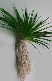 Image result for Eriocaulon africanum