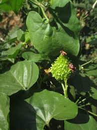 Image result for Pentarrhinum