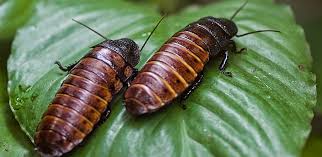 Cockroaches eat what is available to them: Cockroaches Or The Irrational Psychology Of Yuck Bugsfeed