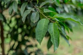 Image result for Funtumia africana