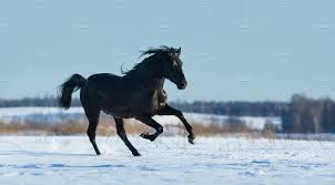 Black Horse Running Fast Gallops High Quality Animal Stock Photos Creative Market