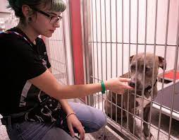 To get the latest on pet adoption and pet. Pima Animal Care Center Offers Free Drive Through Microchip Clinic For Pets Local News Tucson Com