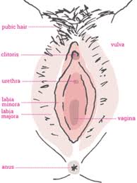 La fel ca testiculele, ovarele au doua functii principale: Te Doare Vulva AfecÅ£iunea De Care SuferÄ In TÄcere Multe Femei Foto
