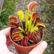 Venus flytraps require a lot of light. Venus Fly Trap Dente Buy Venus Fly Trap Plant Predatory Plants