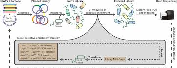 Sistem penggajian yang semula berbasis pangkat, golongan ruang, dan masa kerja menuju ke sistem penggajian yang berbasis pada harga jabatan. Improved Bacterial Recombineering By Parallelized Protein Discovery Pnas