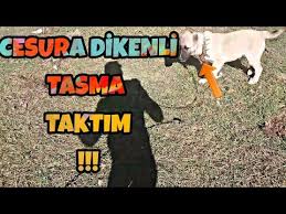 Cesura Dikenli Tasma Taktim Youtube