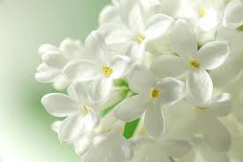 Find over 100+ of the best free flowers images. Beautiful Flowers White Flowering Plants Plants With White Flowers