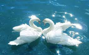 Love birds wallpaper hd desktop backgrounds kiss larry bird. Love White Birds Hd Pics And Images Bird Wallpaper Cross Paintings Swan