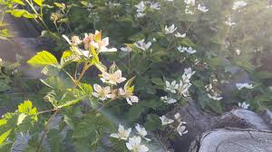 Image result for Hypoxis subspicata