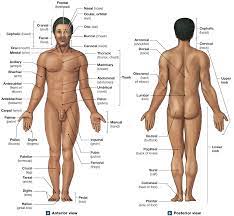 1 5 Anatomical Terms Describe Body Regions Anatomical Positions And Directions And Human Muscular System Anatomy And Physiology Basic Anatomy And Physiology