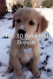 Top 10 Smartest Dog Breeds In 2020 Smart Dog Dogs Dog Breeds List