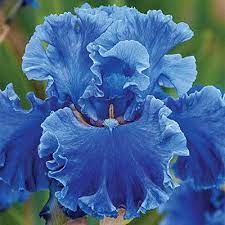 Pin On Gorgeous Blue
